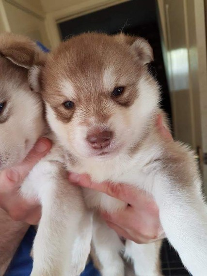 Regalo cuccioli di Siberian Husky