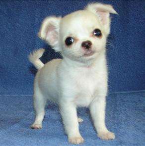 Adorabili cuccioli di micro chihuahua femminucce e maschietti disponibili