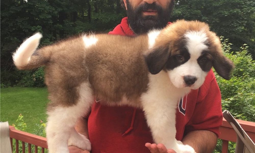 Regalo Cuccioli di San Bernardo  in pronta consegna