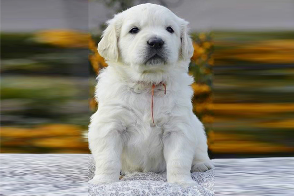 Cuccioli di golden retriever maschi e femmine