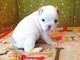 Cuccioli di Bulldog Francese.