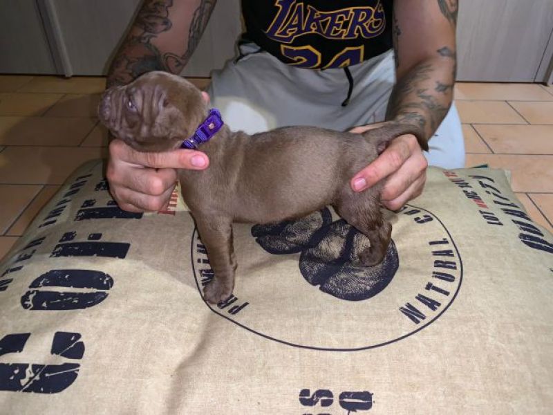 Regalo Cuccioli pitbull Disponibili.