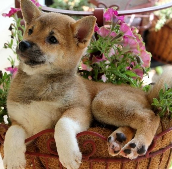 Shiba inu cuccioli in regalo