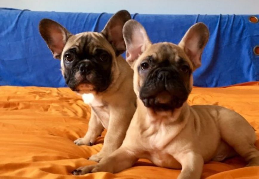 Bulldog francese cuccioli adorabile cucciolo bulldog francese. Sto cercando una nuova casa
