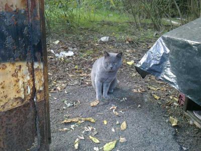 Alcide, giovane gattone certosino