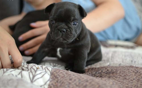 Maschio e femmina adorabile bulldog francese  cuccioli disponibili per l'adozione