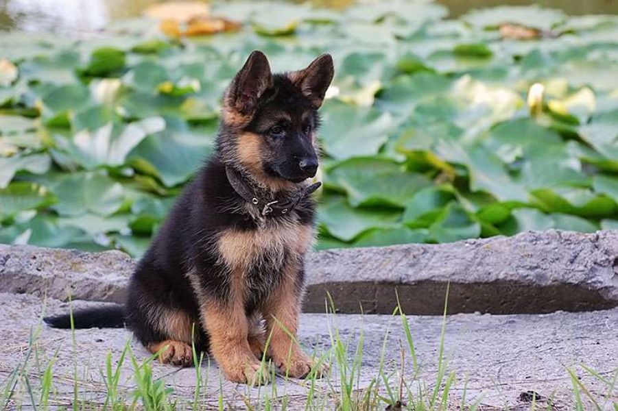  REAGLO Cuccioli di Pastore Tedesco  Disponibilit� immediata cuccioli di Pastore tedesco selezionati