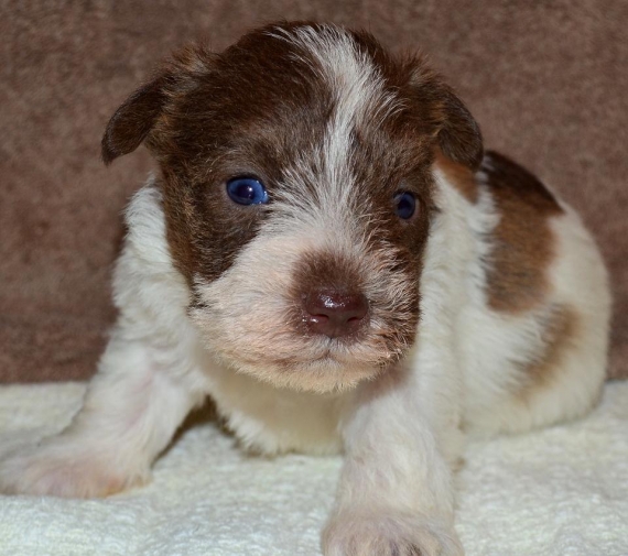 REGALO due cuccioli di schnauzer per l'adozione