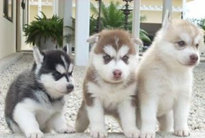 Regalo cuccioli di Siberian Husky