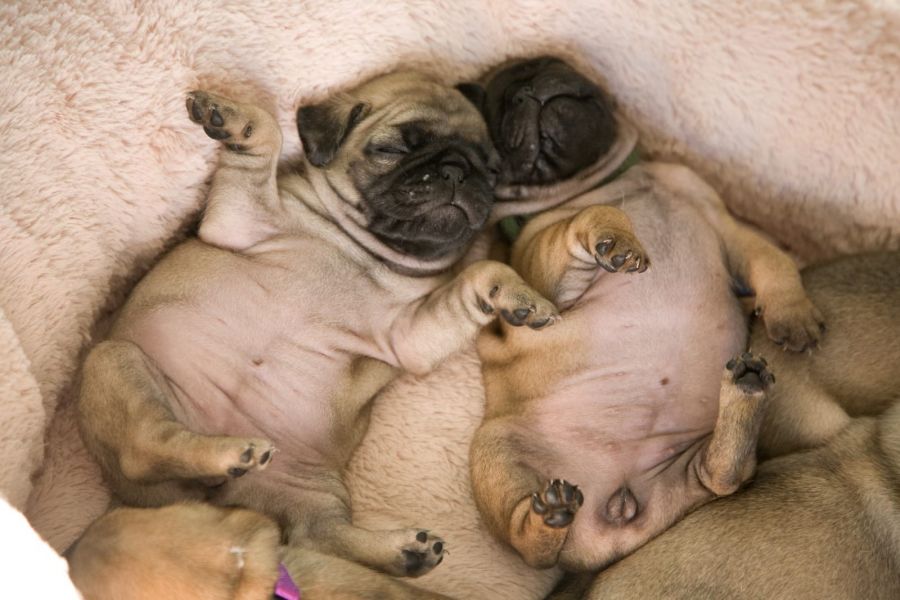  cuccioli di carlino  per adozione ( maschio e femmina )