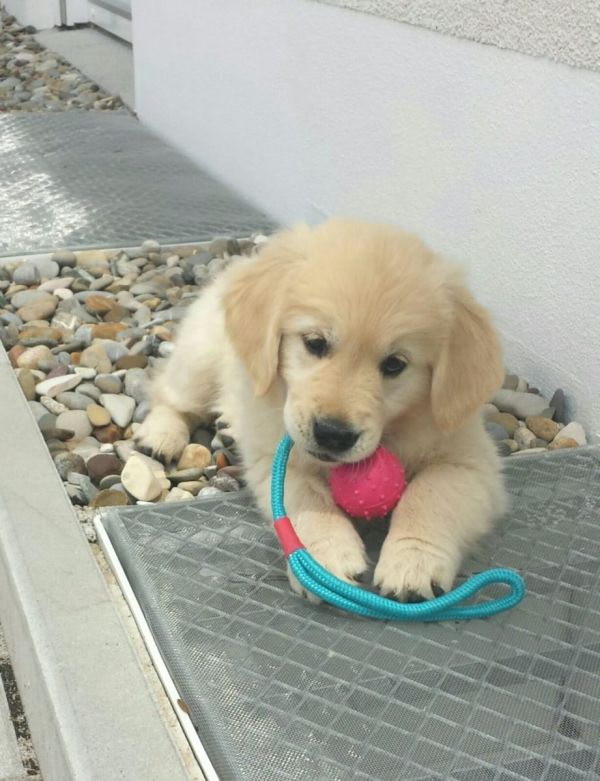 Cuccioli di golden retriever  ( per regalo )