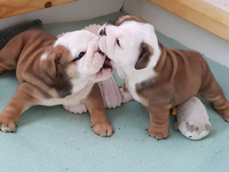 Regalo Bulldog inglese cuccioli disponibili