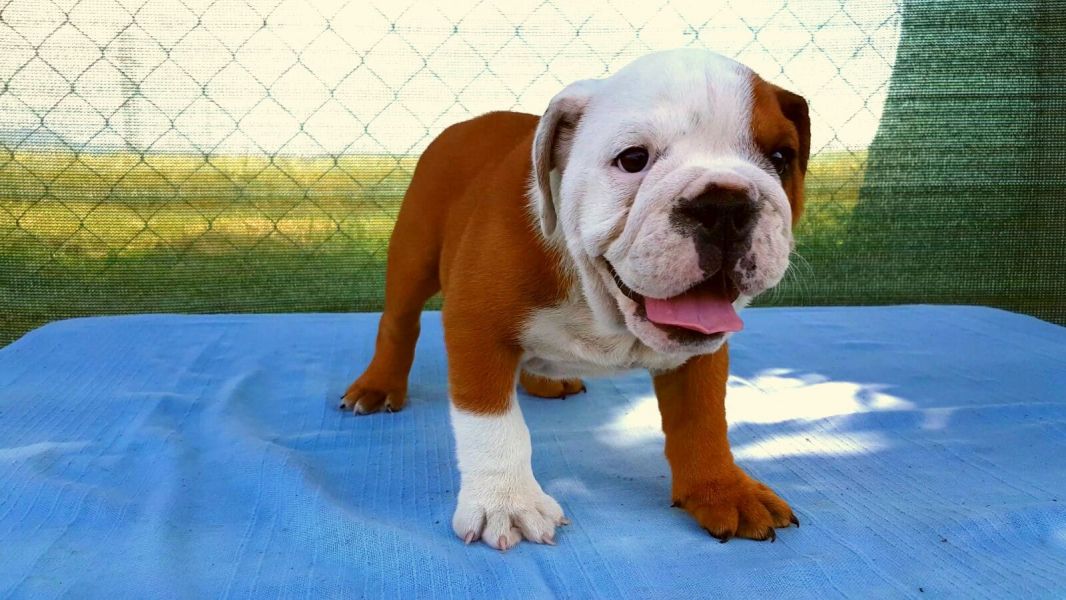  cuccioli di bulldog inglise  ( per regalo )