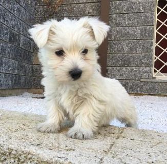 REGALO west highland Cuccioli  Abbiamo due di questi cuccioli. un maschio e una femmina. sono molto 