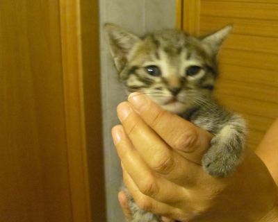 Gattini cuccioli a Casorate Sempione