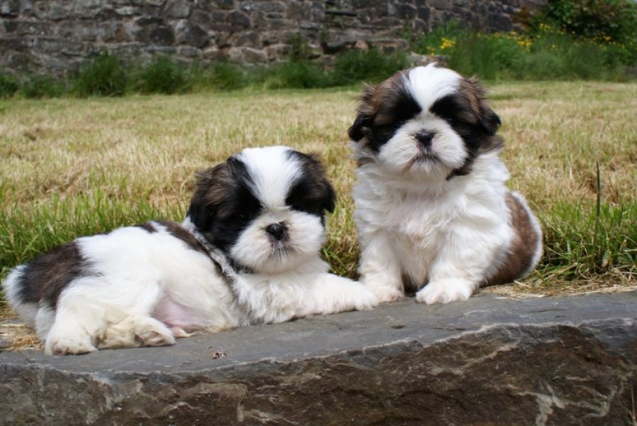 Regalo cuccioli di shitzu