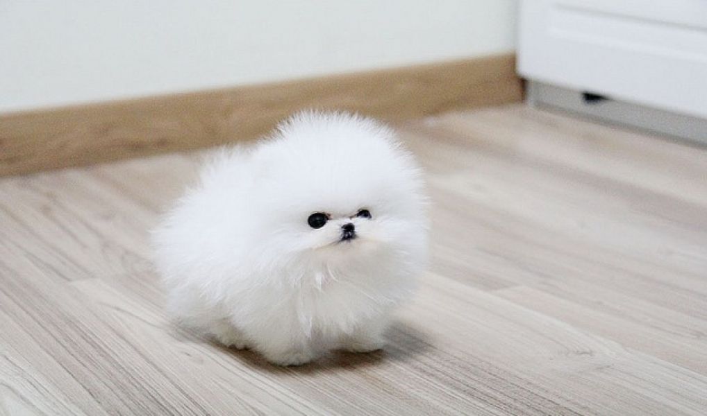 Regalo Volpini cuccioli di pomerania Piccoli