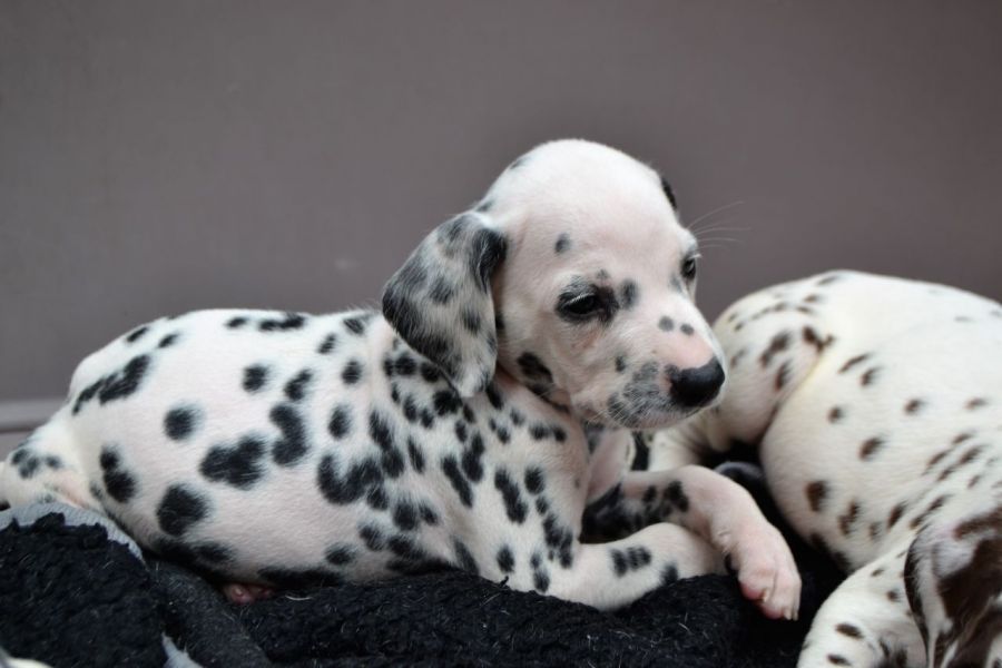 Regalo Dalmata Disponiamo di una cucciolata di Dalmata , i cuccioli verranno Dato dopo 90 giorni dal