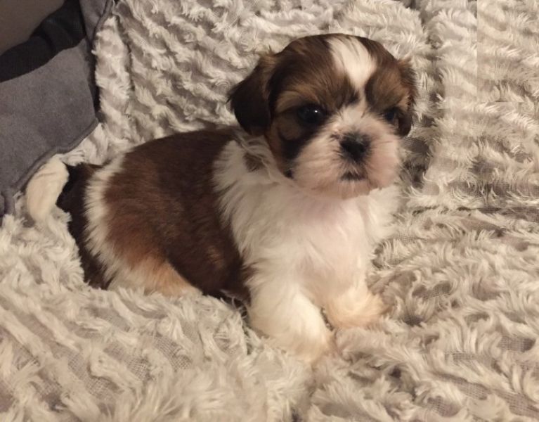 Regalo cuccioli di shitzu