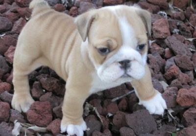 addestrato  bull dog inglese