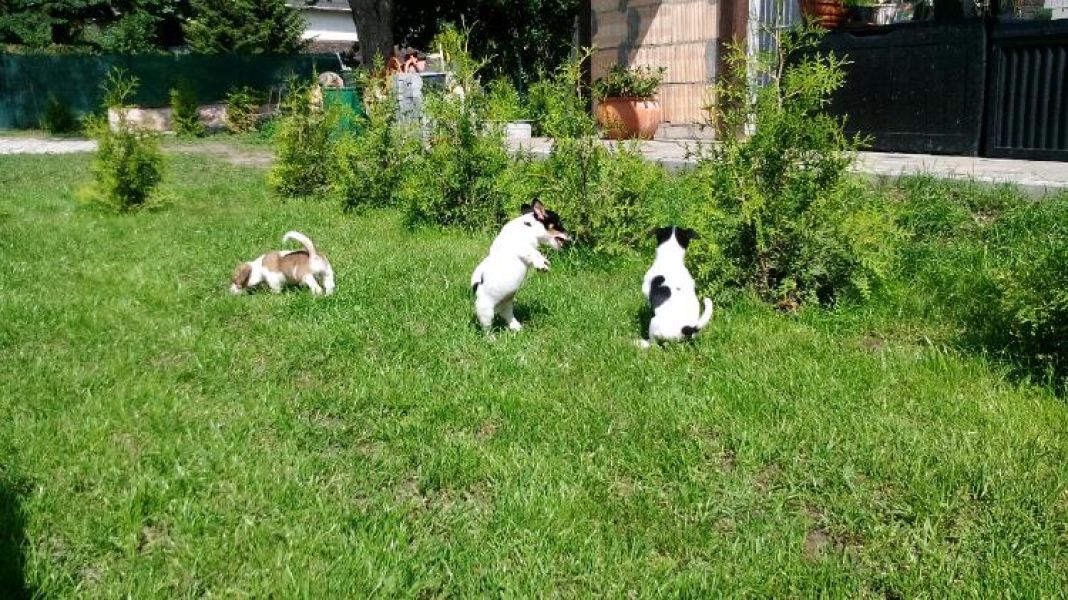 Molto bella e sani  cuccioli di jack russel   per adozione maschi e femmine disponibili (gratis)