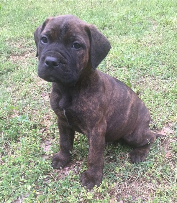  REGALO BullMastiff cuccioli Adorabili cuccioli di BullMastiff  femminucce e maschietti disponibili 