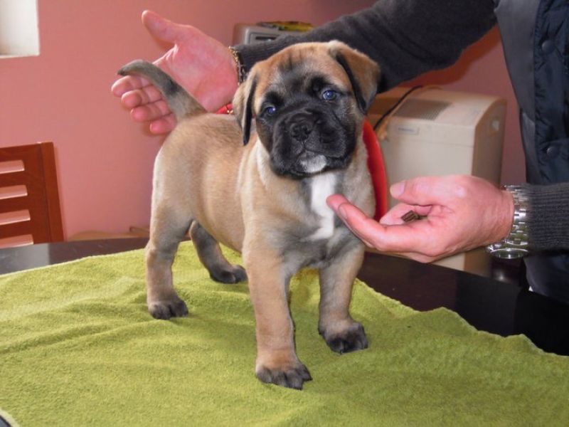  REGALO Fantastico Cuccioli BULL MASTIFF per regalo  Regalo bull mastiff  3 mesi e mezzo, non steril