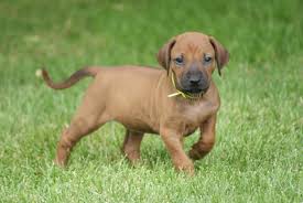 Abbiamo disponibili cuccioli di rhodesian ridgeback