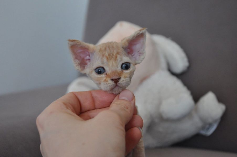 gattini Devon rex   ( per regalo )