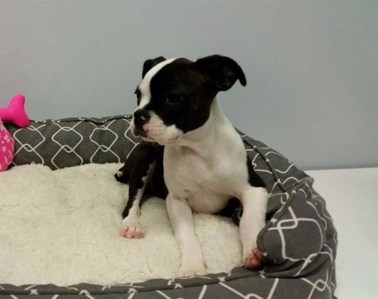  regalo cuccioli di boston terrier  disponibili per l'adozione