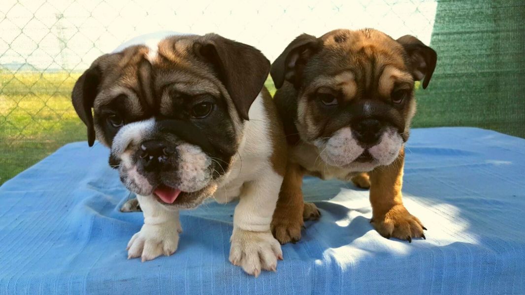  cuccioli di bulldog inglise  per adozione ( maschio e femmina )