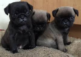 Cuccioli di carlino a REGALO!!!