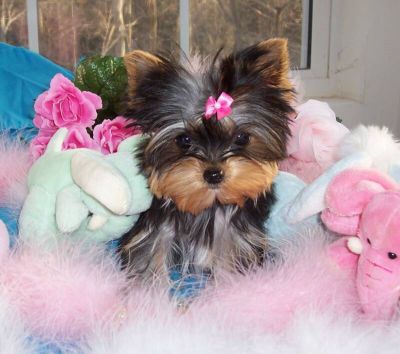 Yorkie cachorros bonitos para ado��o.