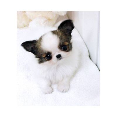 mini chihuahua cuccioli per l'adozione.