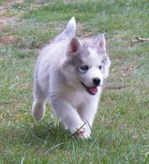 Abbiamo disponibili cuccioli di husky