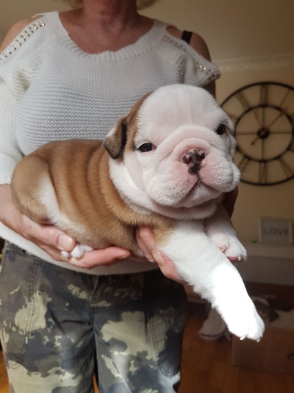 Regalo Bulldog inglese cuccioli disponibili