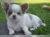Regalo cuccioli di chihuahua Mini toy