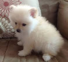  Volpino di pomerania