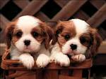 Bello e sano maschio e femmina cavalier king charles cuccioli...