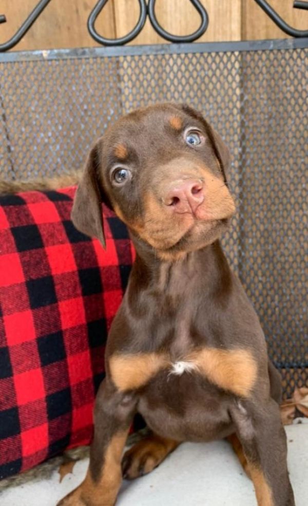 Regalo Cuccioli di Dorberman  in pronta consegna i cuccioli verranno Dato dopo 90 giorni dalla nasci