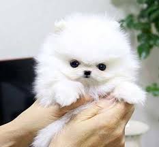 Regalo Volpini cuccioli di pomerania