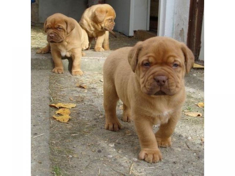 Regalo Cuccioli di dogue de bordeaux