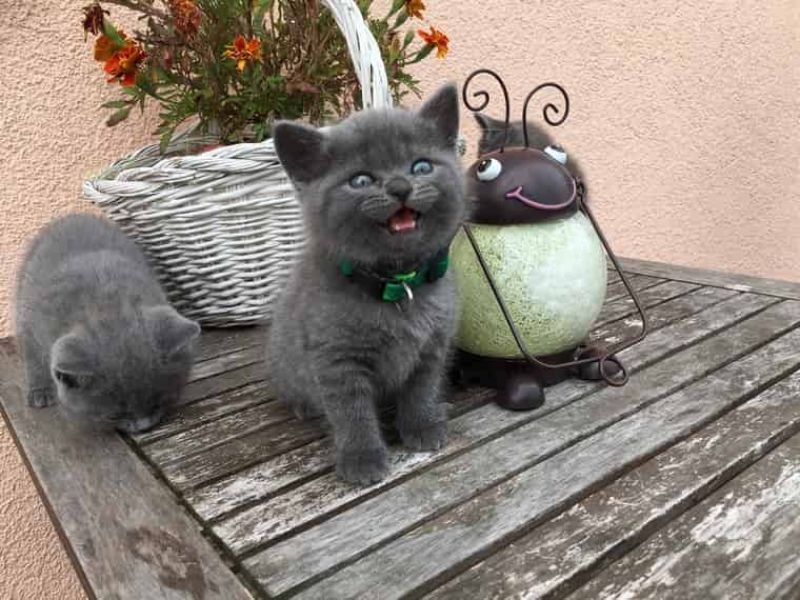 Regalo Cuccioli di Exotic shorthair