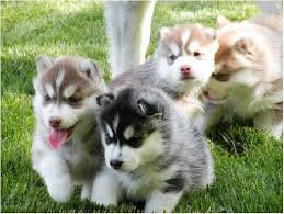 Regalo cuccioli di Siberian Husky