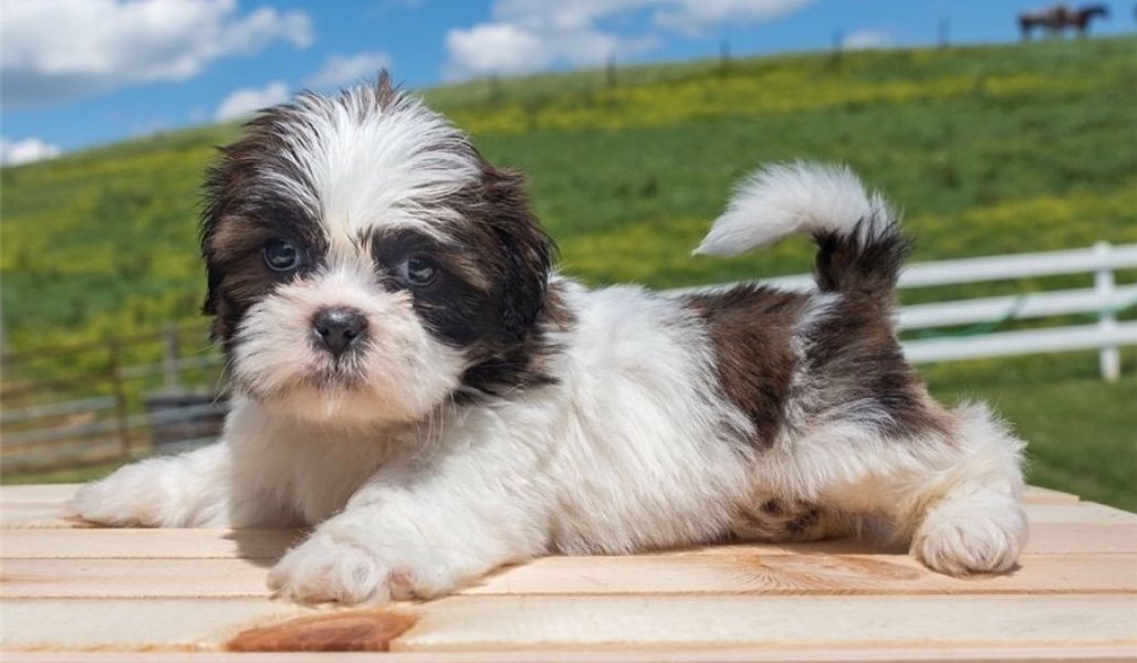 Regalo Cuccioli di Shih Tzu  in pronta consegna i cuccioli verranno Dato dopo 90 giorni dalla nascit