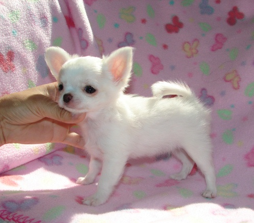 Chihuahua toy