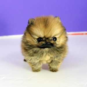 CUCCIOLI DI SPITZ
