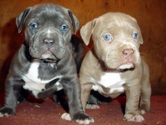 Molto bella e sani  cuccioli di pitbull per adozione maschi e femmine disponibili (gratis) 