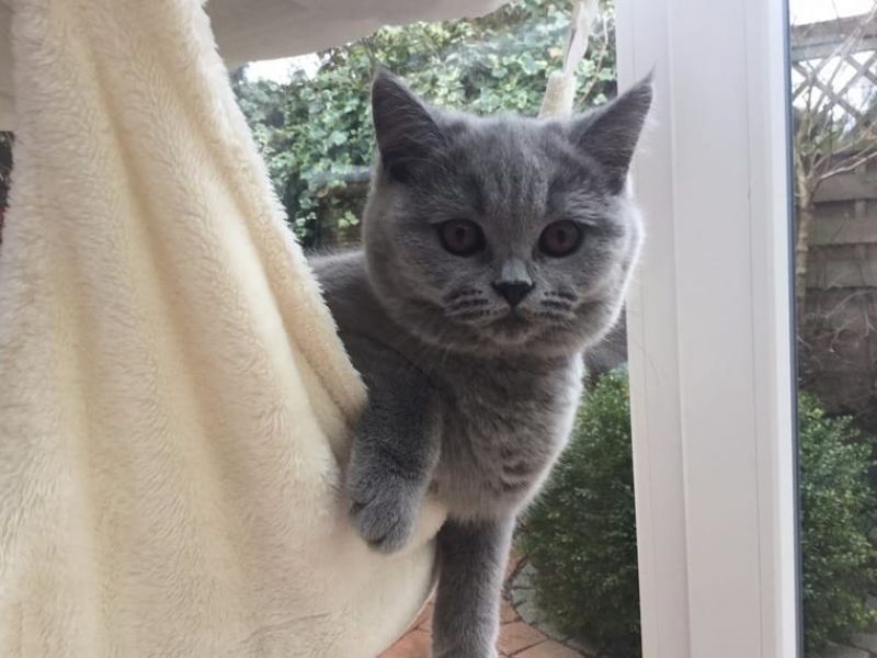 Cuccioli di British Shorthair