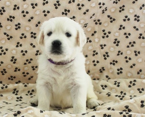 Molto bella e sani cuccioli di golden retriever per adozione maschi e femmine disponibili (gratis)